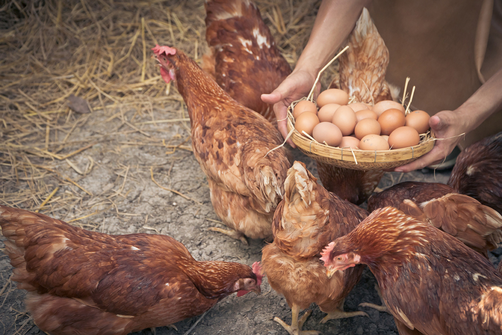 Close-up farmer hands holding fresh chicken eggs into basket at