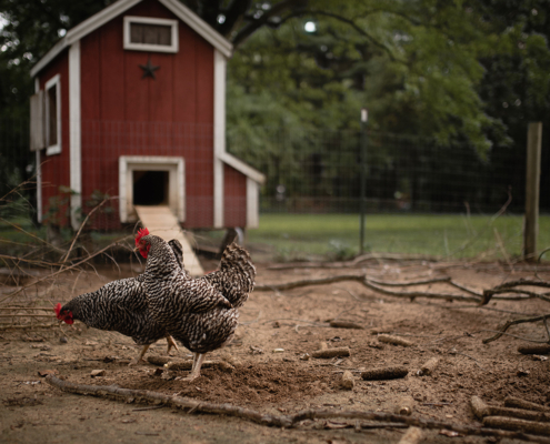 Chickens and Coop