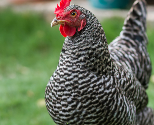 Plymouth Rock hen chicken