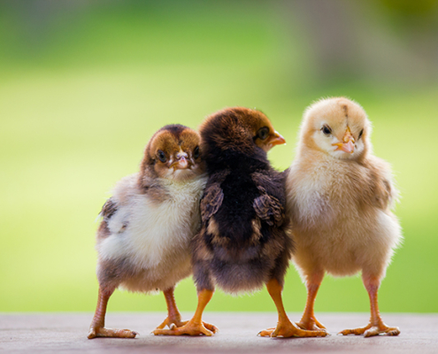 Adorable baby chicken or chick friends on natural background for