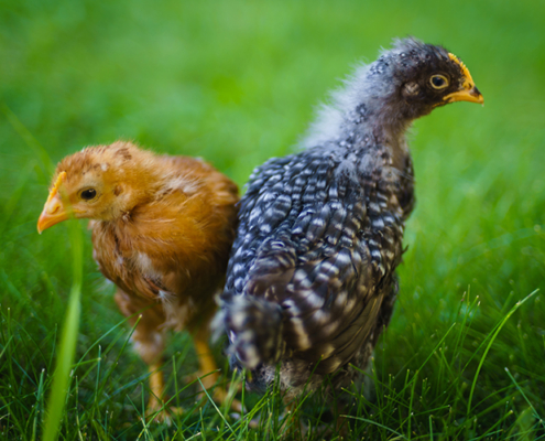 Rhode Island Red and Barred Plymouth Rock Chicks